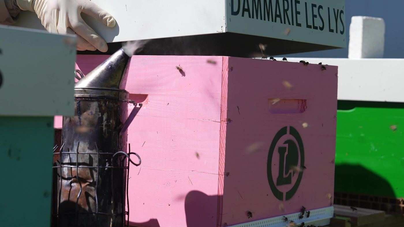 La ruche Dammarie-les-Lys, entretenue par l'apiculteur